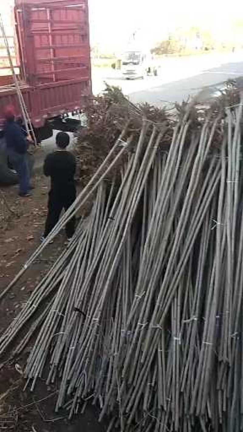 白蜡，速生白蜡，白蜡树，白蜡苗，1公分到18公分量大