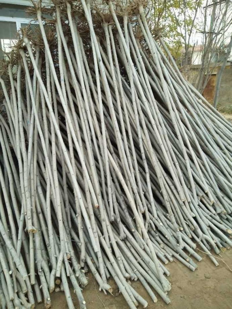 白蜡，速生白蜡，白蜡树，白蜡苗，1公分到18公分量大