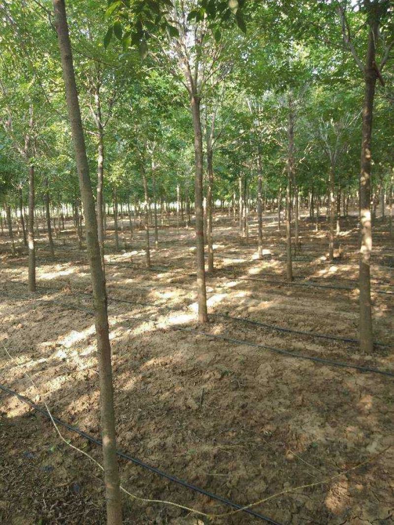 白蜡，速生白蜡，白蜡树，白蜡苗，1公分到18公分量大