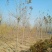 白蜡，速生白蜡，白蜡树，白蜡苗，1公分到18公分量大