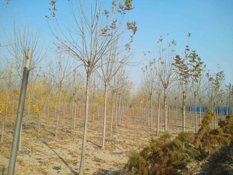 白蜡，速生白蜡，白蜡树，白蜡苗，1公分到18公分量大