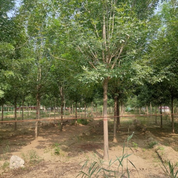 白蜡，速生白蜡，白蜡树，白蜡苗，1公分到18公分量大
