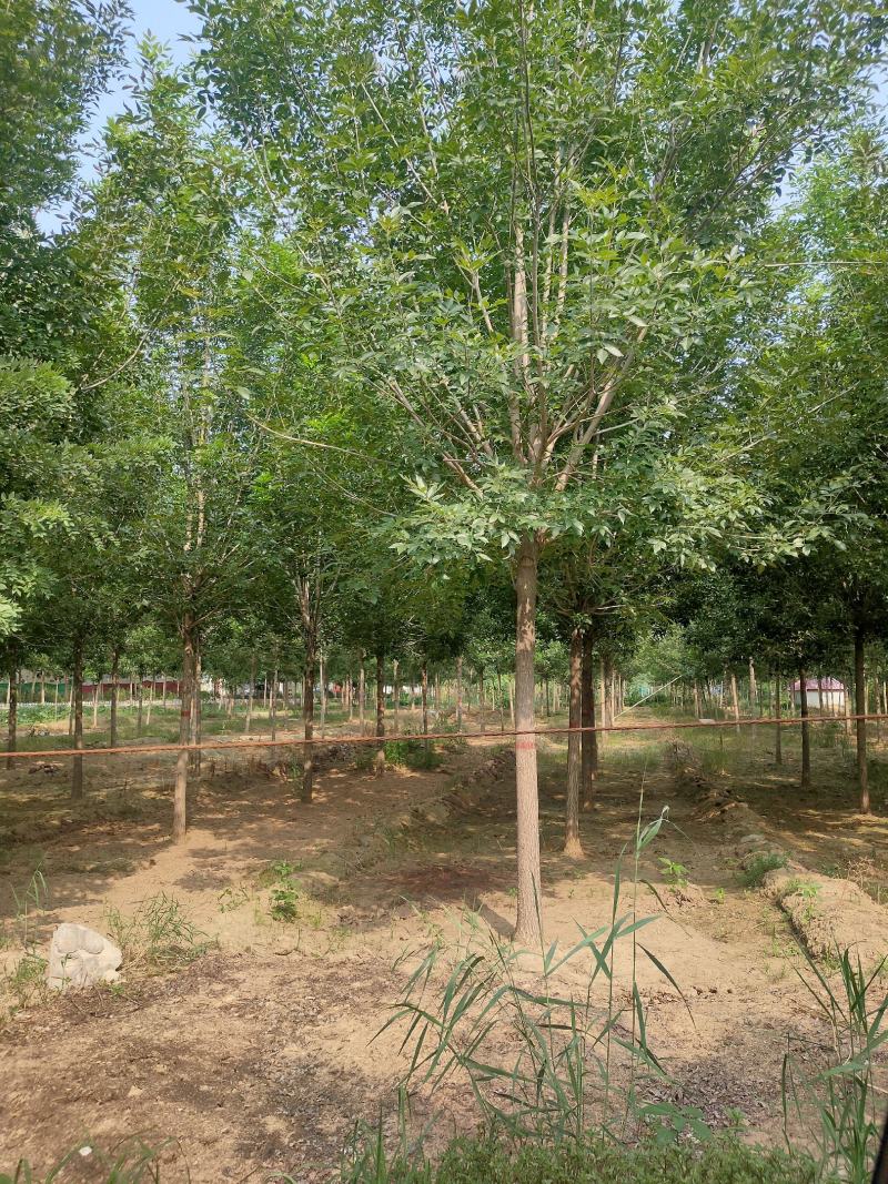 白蜡，速生白蜡，白蜡树，白蜡苗，1公分到18公分量大