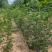 白蜡，速生白蜡，白蜡树，白蜡苗，1公分到18公分量大