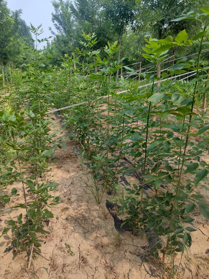 白蜡，速生白蜡，白蜡树，白蜡苗，1公分到18公分量大
