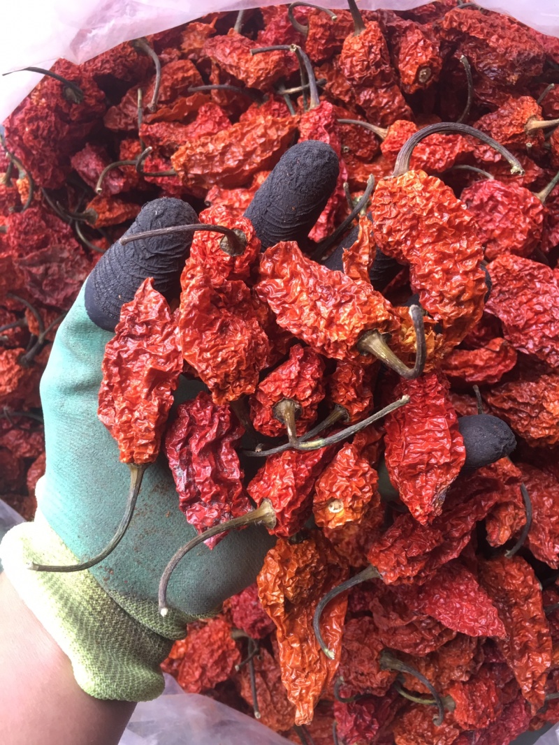 新鲜云南魔鬼椒，新鲜魔鬼辣，价格来电咨询有惊喜