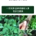 东北特产长白山现挖带土鲜参20年林下参正宗货