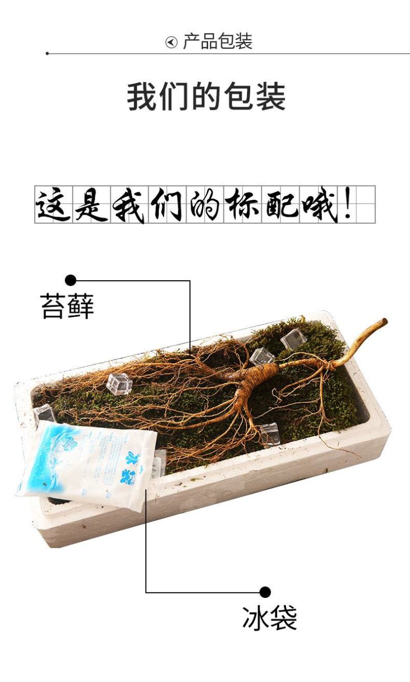 东北特产长白山现挖带土鲜参20年林下参正宗货