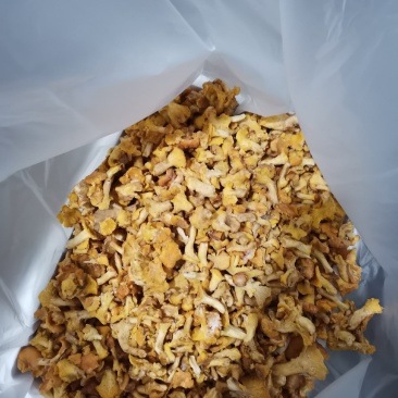 野生菌，速冻鸡油菌。