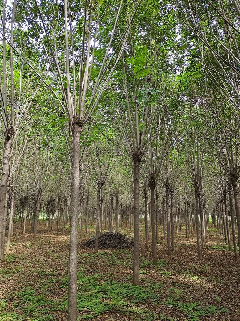 速生白蜡需要的联系，质量好价格又便宜物美价廉