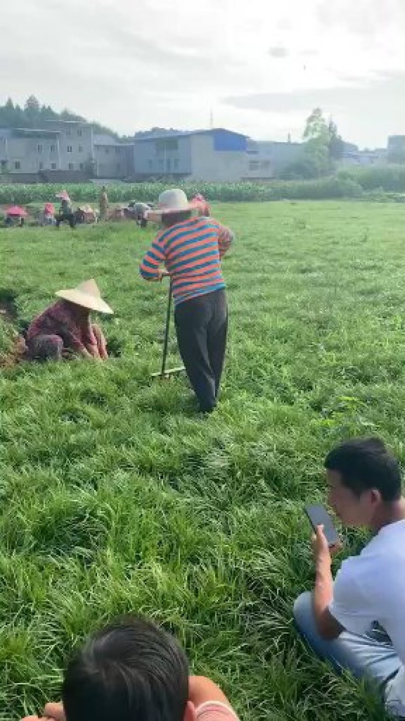 四川麦冬草基地直销麦冬草细叶叶麦冬苗绿化麦冬草玉龙草