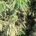 毛桃树苗，低价格高品质！欢迎各位老板光临