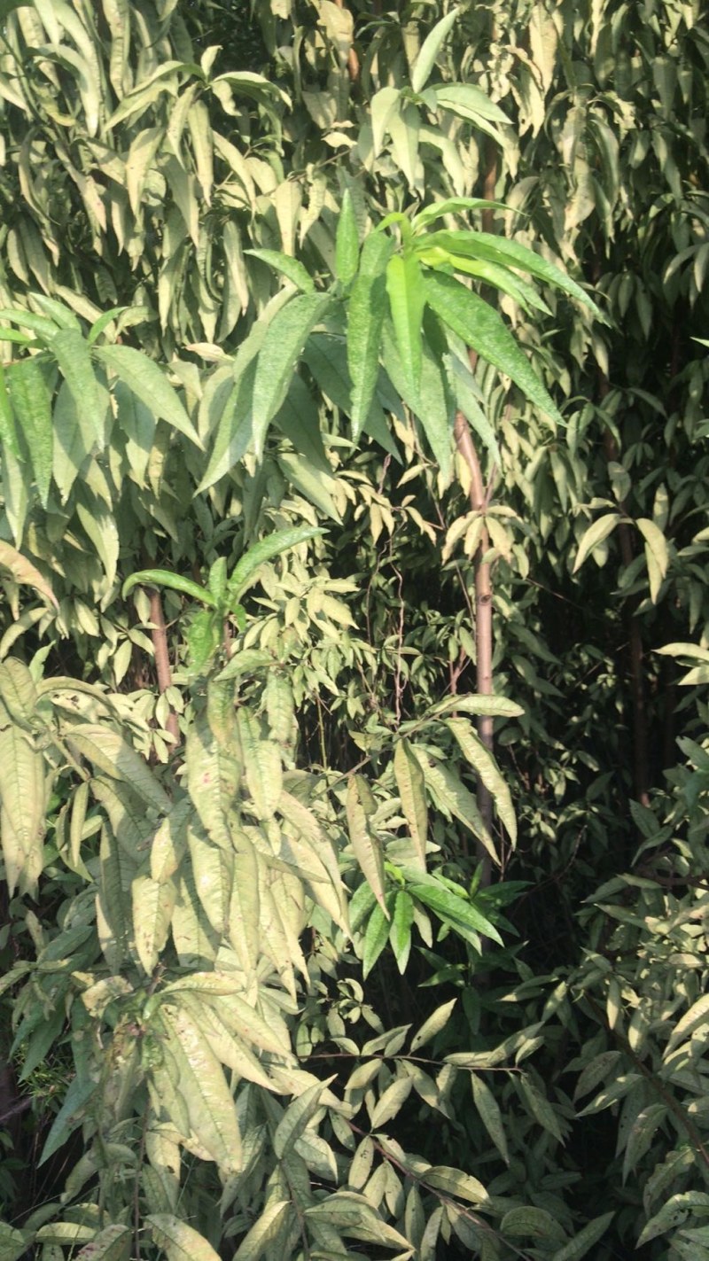 毛桃树苗，低价格高品质！欢迎各位老板光临