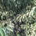 毛桃树苗，低价格高品质！欢迎各位老板光临