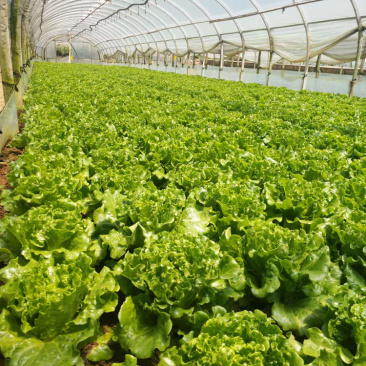 云南嵩明县680板意大利菜上市，菜非常好