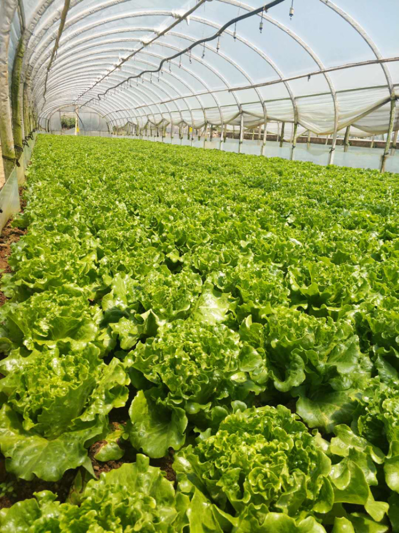 云南嵩明县680板意大利菜上市，菜非常好