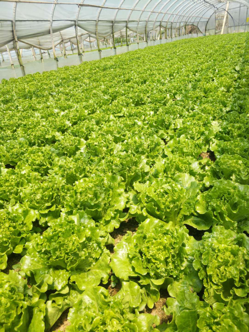 云南嵩明县680板意大利菜上市，菜非常好