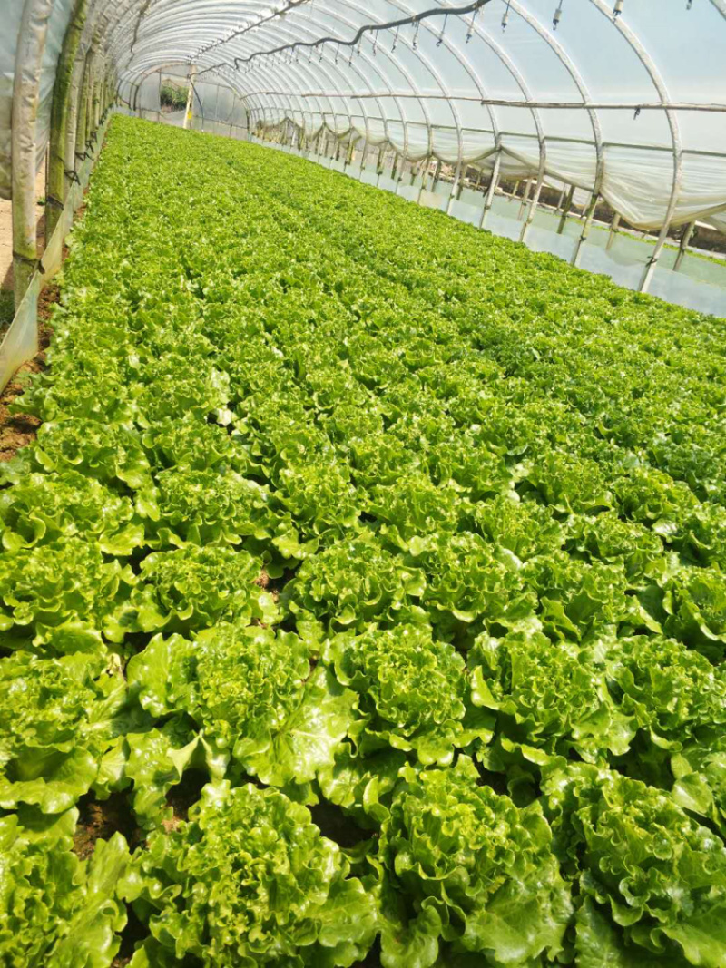云南嵩明县680板意大利菜上市，菜非常好