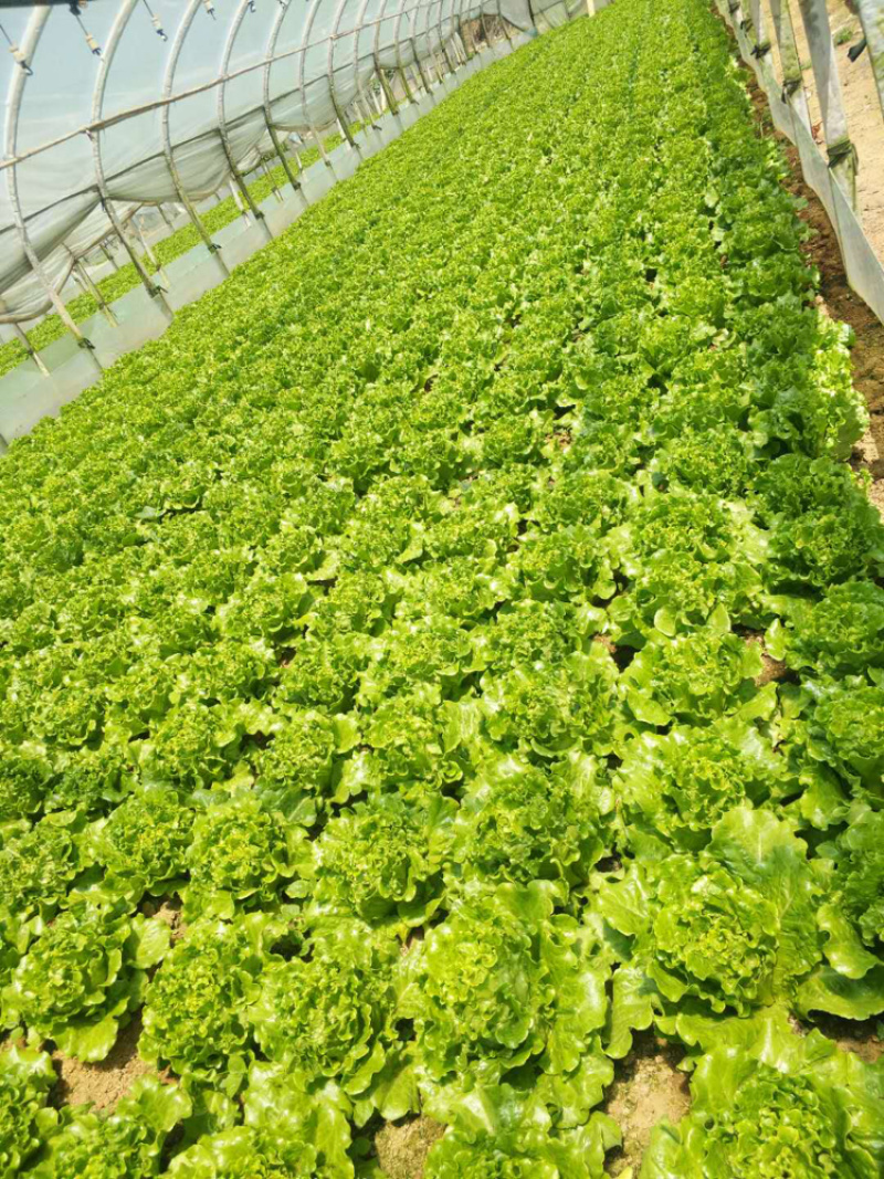云南嵩明县680板意大利菜上市，菜非常好