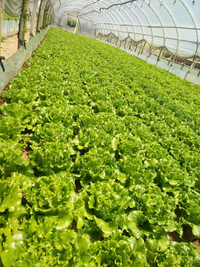 云南嵩明县680板意大利菜上市，菜非常好