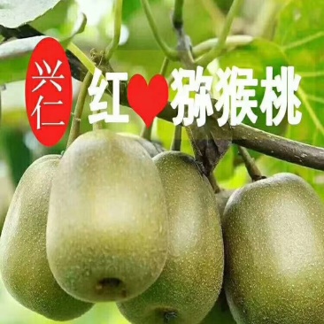 兴仁红心猕猴桃地标特产