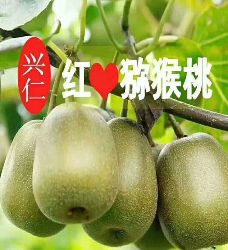 兴仁红心猕猴桃地标特产