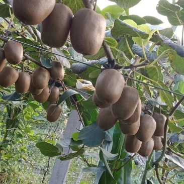 猕猴桃种植基地绿芯甜果