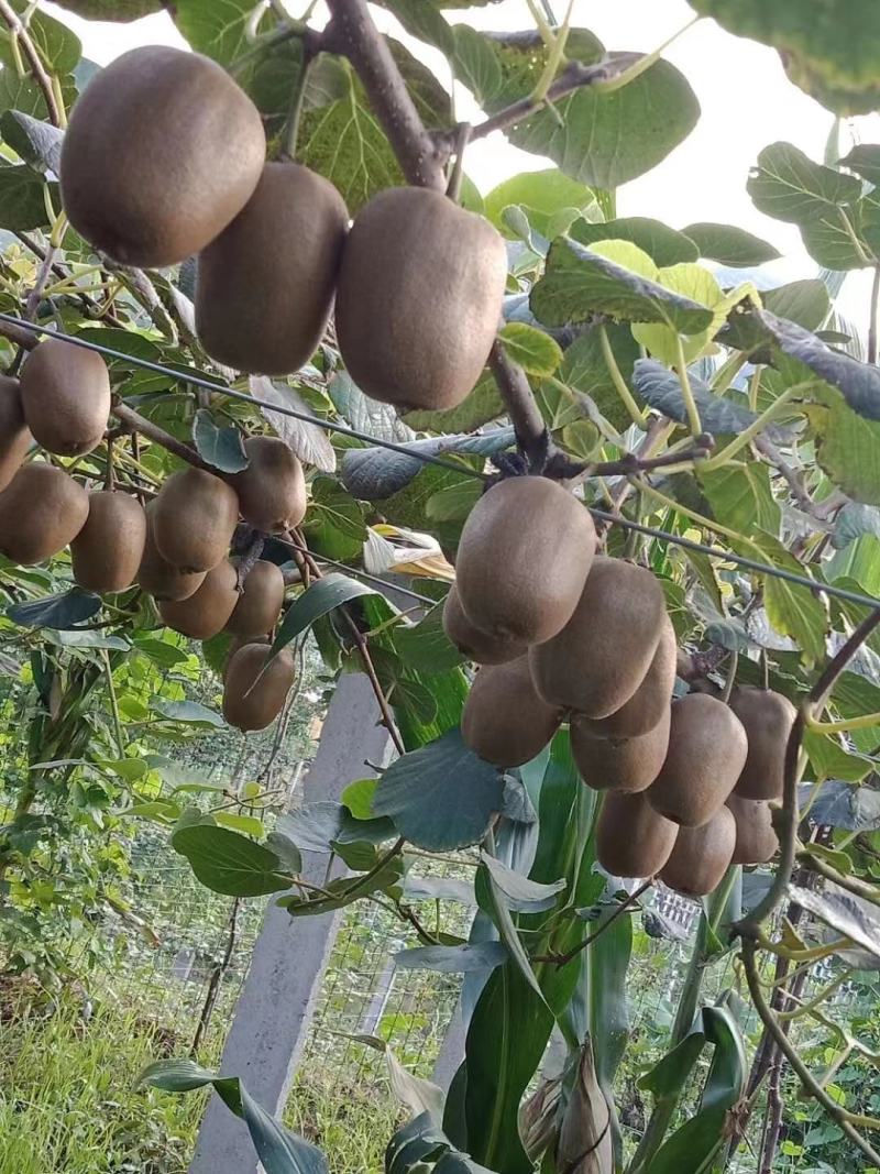 猕猴桃种植基地绿芯甜果