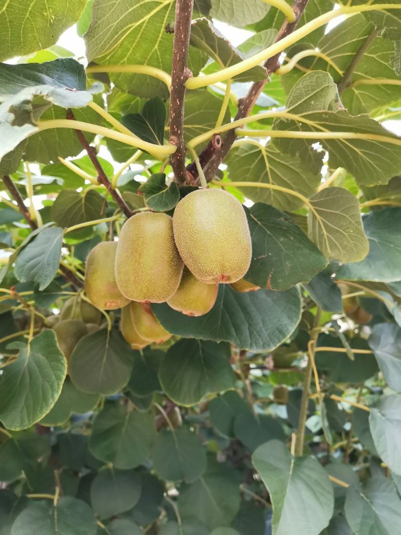 猕猴桃种植基地绿芯甜果