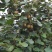 猕猴桃种植基地绿芯甜果