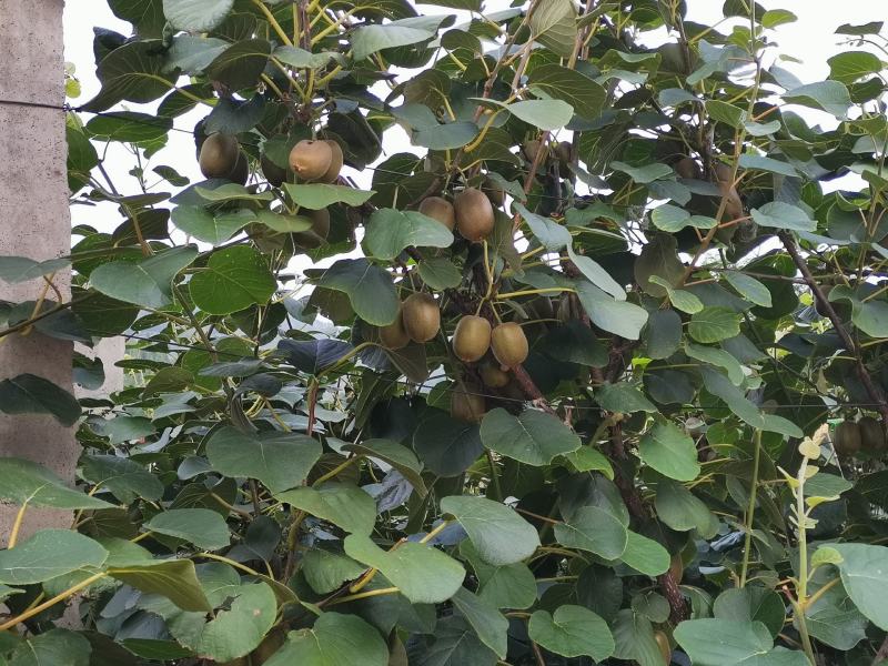 猕猴桃种植基地绿芯甜果