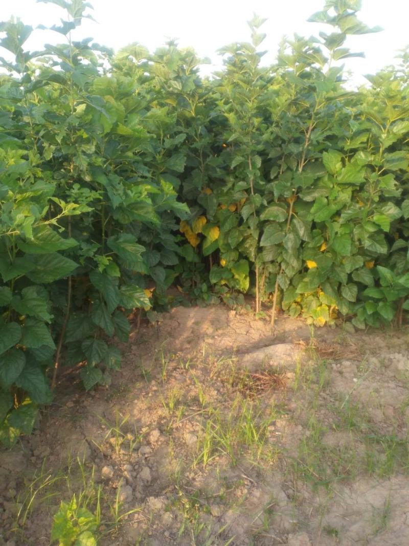 大量供应一二年实生桑树苗价格便宜05起步之1.2桑树苗