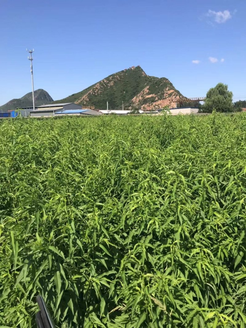 卖红枫树，保证质量成活率高！价格便宜！欢迎各位老板光临！