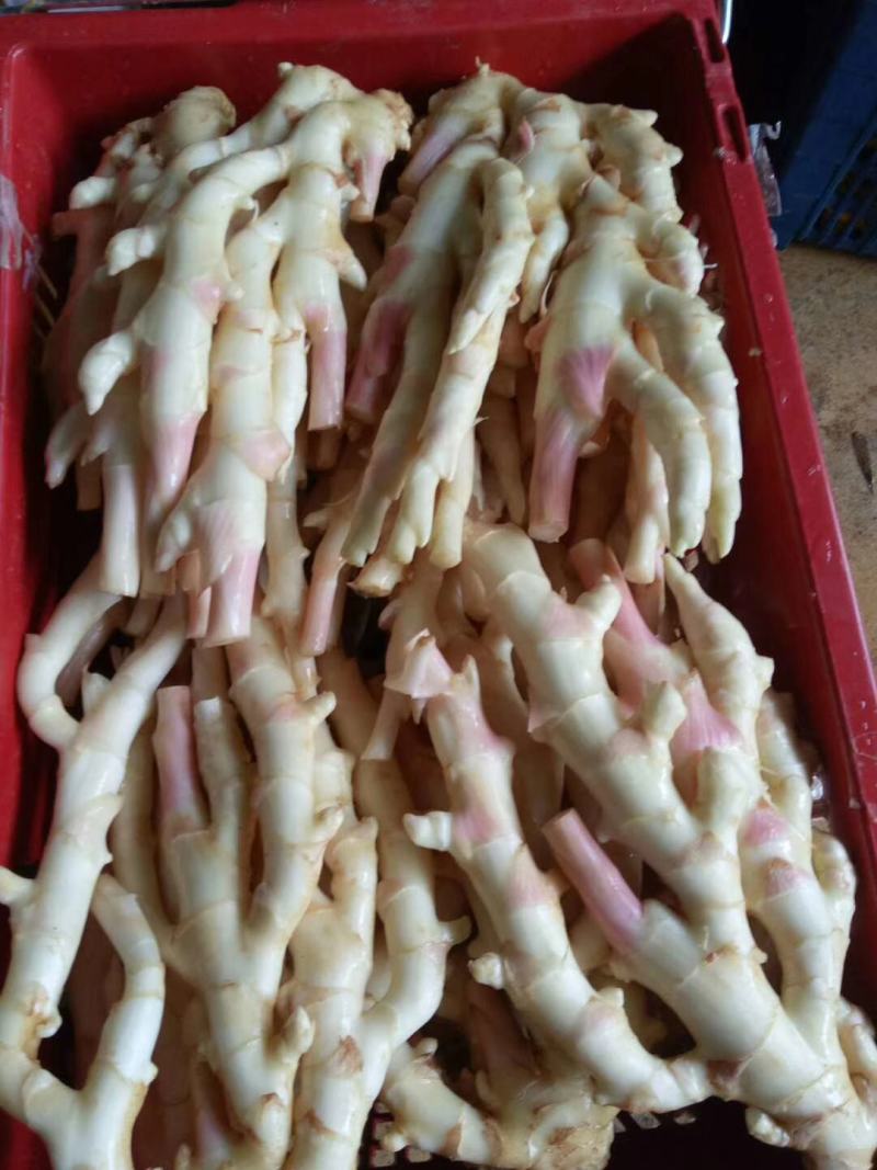 广西桂林市阳朔县，新鲜红芽仔姜，产地直接应该，质量保证