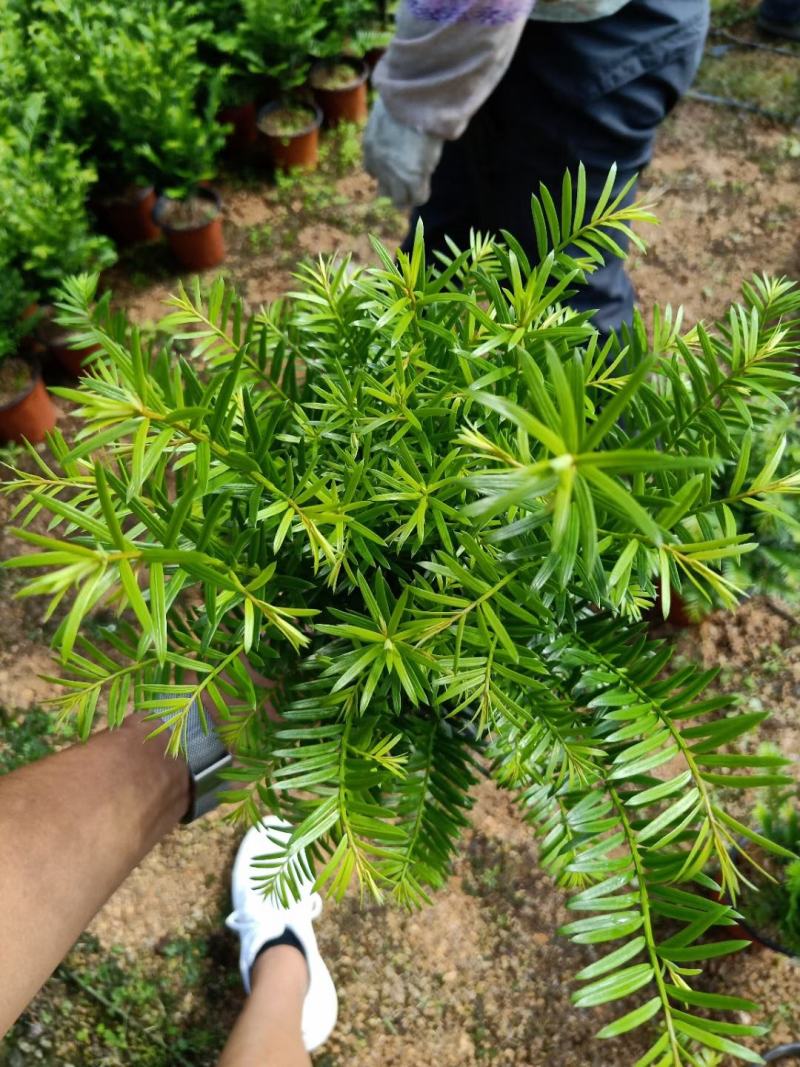 精品16杯红豆杉基地自产自销
