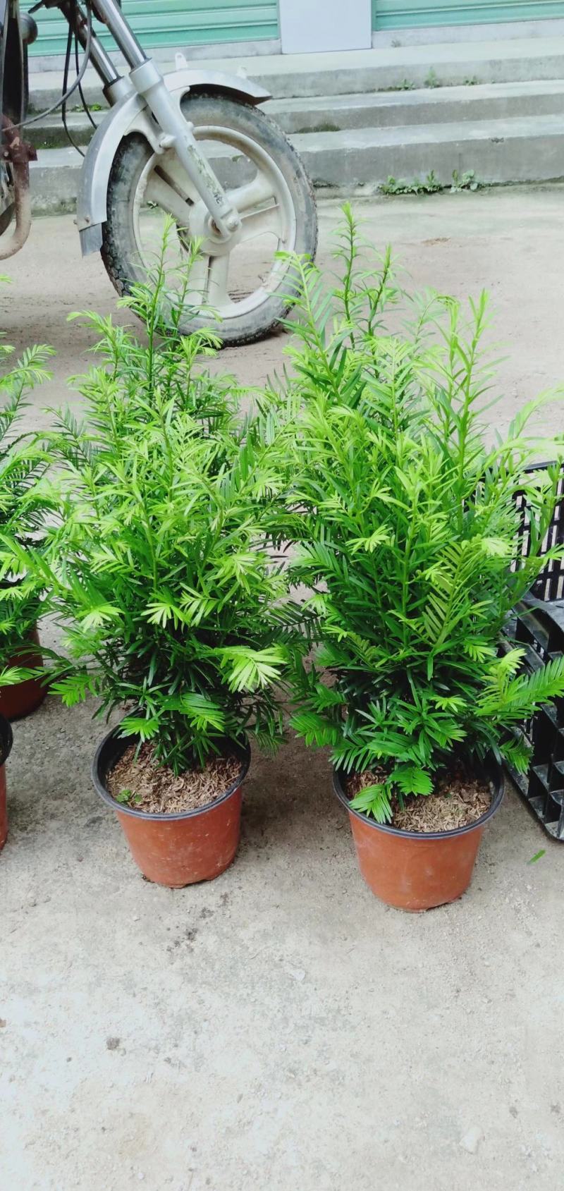 精品16杯红豆杉基地自产自销