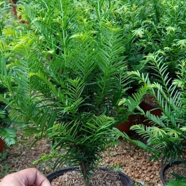 精品16杯红豆杉基地自产自销