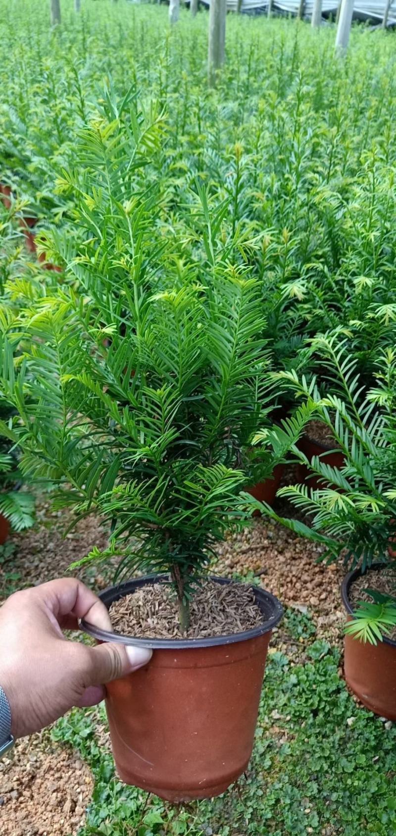 精品16杯红豆杉基地自产自销
