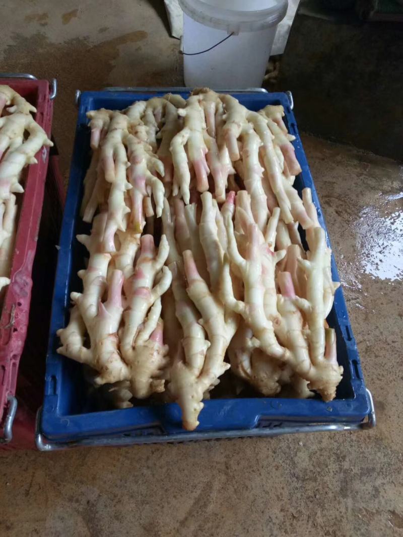 广西桂林市阳朔县，新鲜红芽仔姜，产地直接应该，质量保证