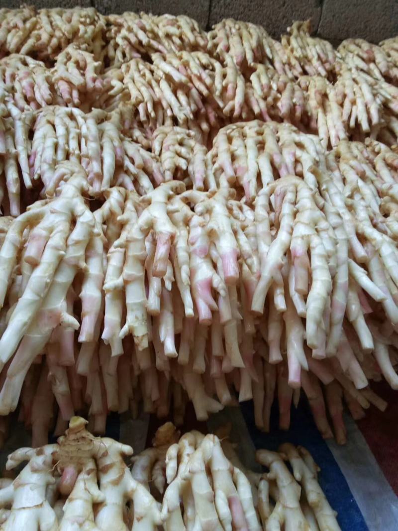 广西桂林市阳朔县，新鲜红芽仔姜，产地直接应该，质量保证