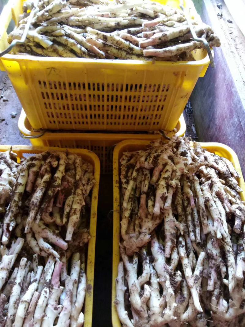广西桂林市阳朔县，新鲜红芽仔姜，产地直接应该，质量保证