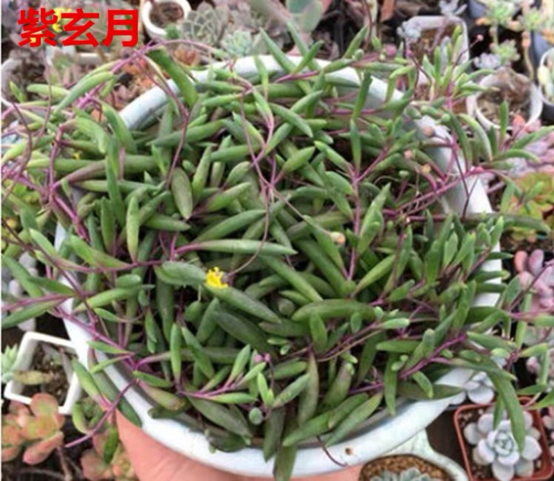 多肉植物佛珠吊兰情人泪珍珠吊兰盆栽花卉室内绿色多肉肉植物