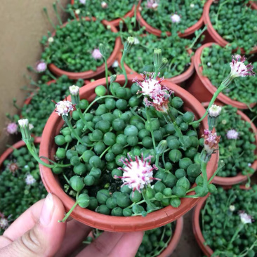 多肉植物佛珠吊兰情人泪珍珠吊兰盆栽花卉室内绿色多肉肉植物