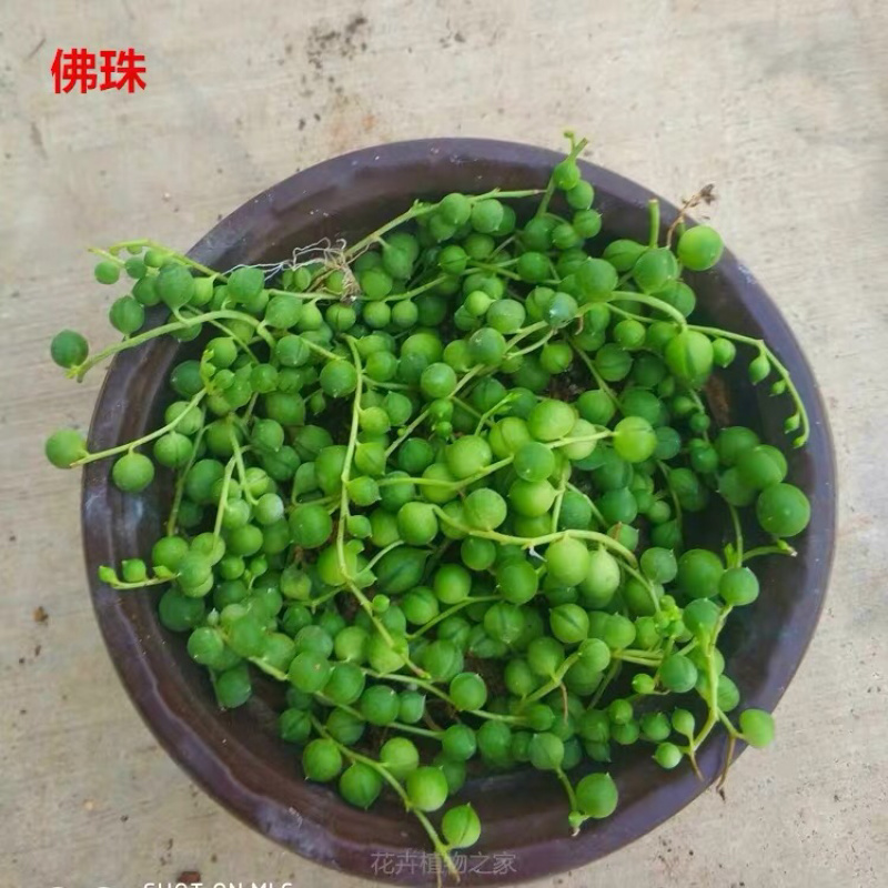 多肉植物佛珠吊兰情人泪珍珠吊兰盆栽花卉室内绿色多肉肉植物