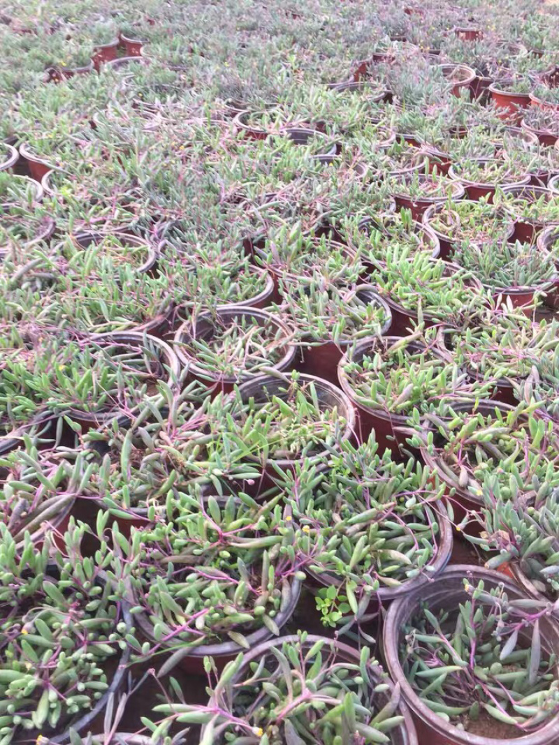 多肉植物佛珠吊兰情人泪珍珠吊兰盆栽花卉室内绿色多肉肉植物