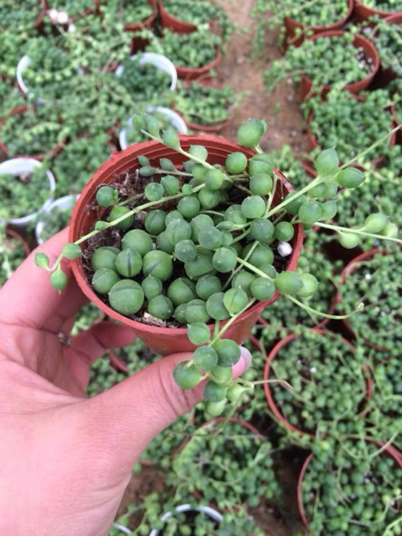 多肉植物佛珠吊兰情人泪珍珠吊兰盆栽花卉室内绿色多肉肉植物
