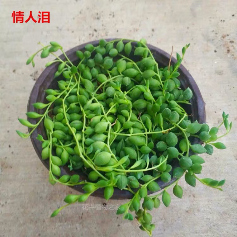 多肉植物佛珠吊兰情人泪珍珠吊兰盆栽花卉室内绿色多肉肉植物