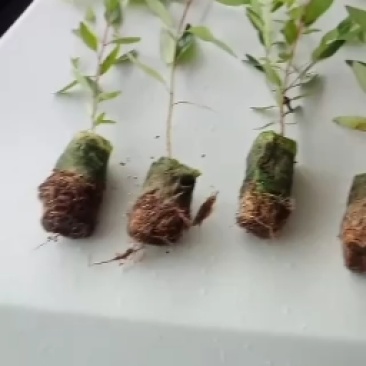 大量29。K3桉树苗出售