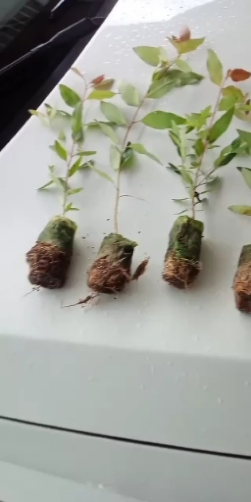 大量29。K3桉树苗出售