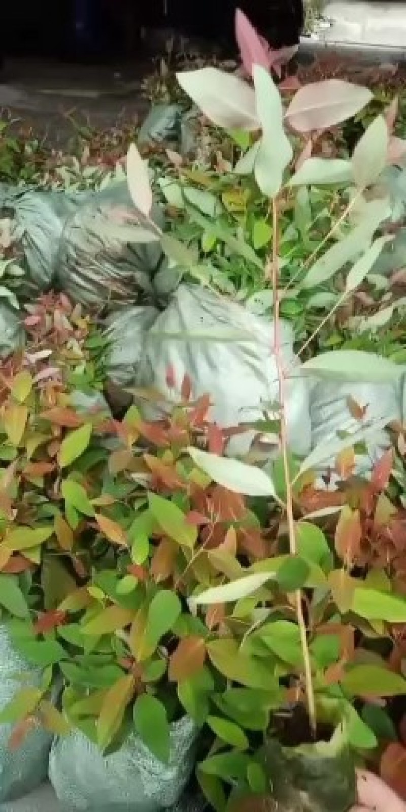 大量29。K3桉树苗出售